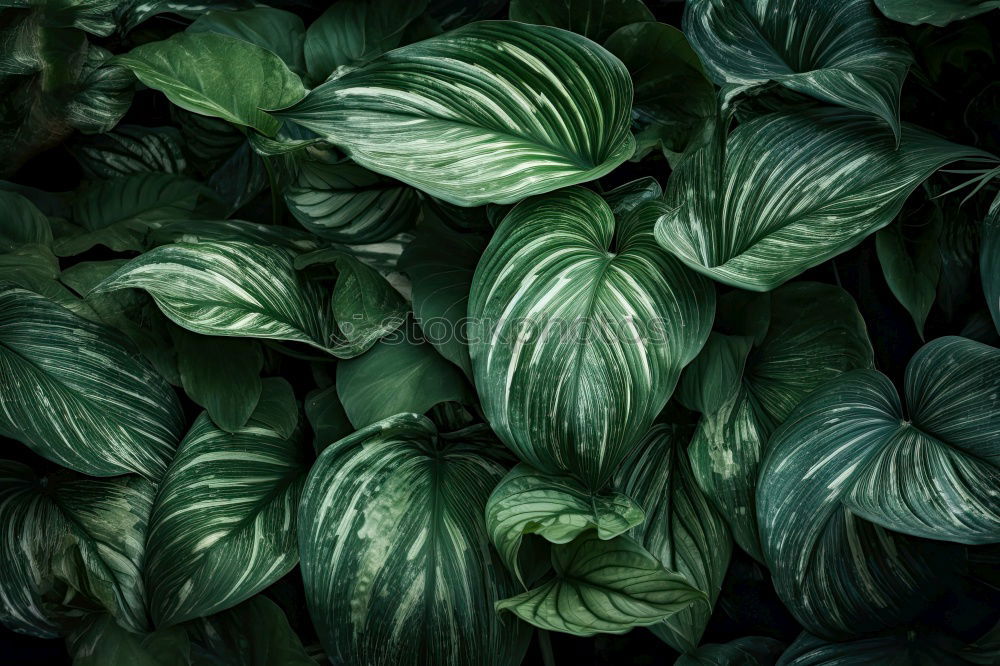 Image, Stock Photo Tropical jungle leaves with water drops