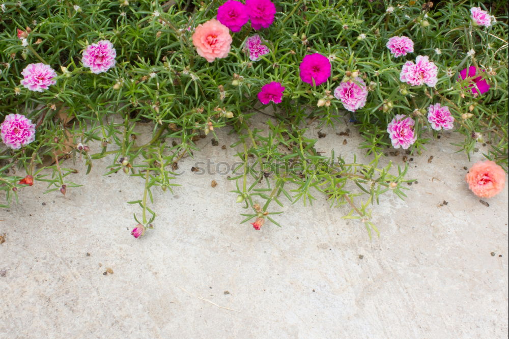 Similar – Image, Stock Photo colorful flowers Plant