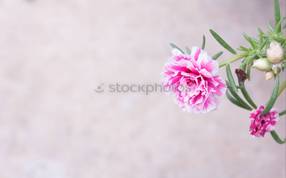 Image, Stock Photo setting flowers Lifestyle