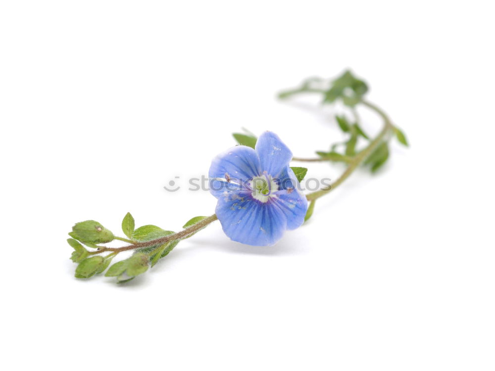 Similar – Blue crown anemone (Anemone coronaria)