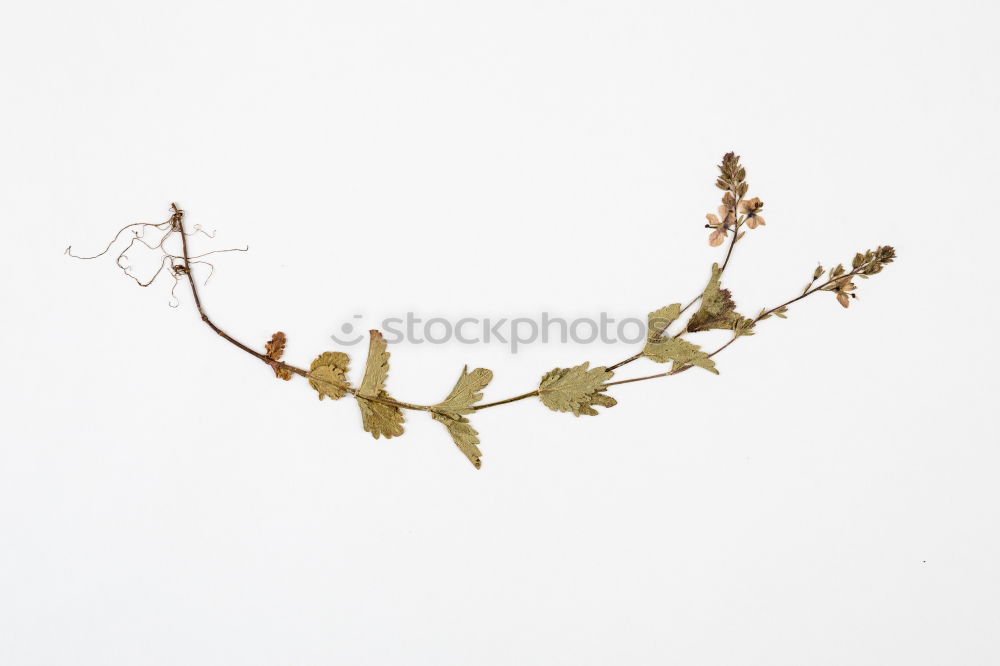 Similar – Image, Stock Photo herbarium Art Environment