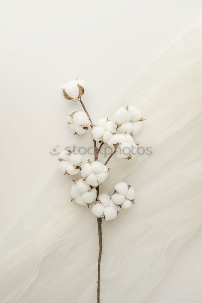 Similar – Image, Stock Photo Kischblüten branches on pastel blue