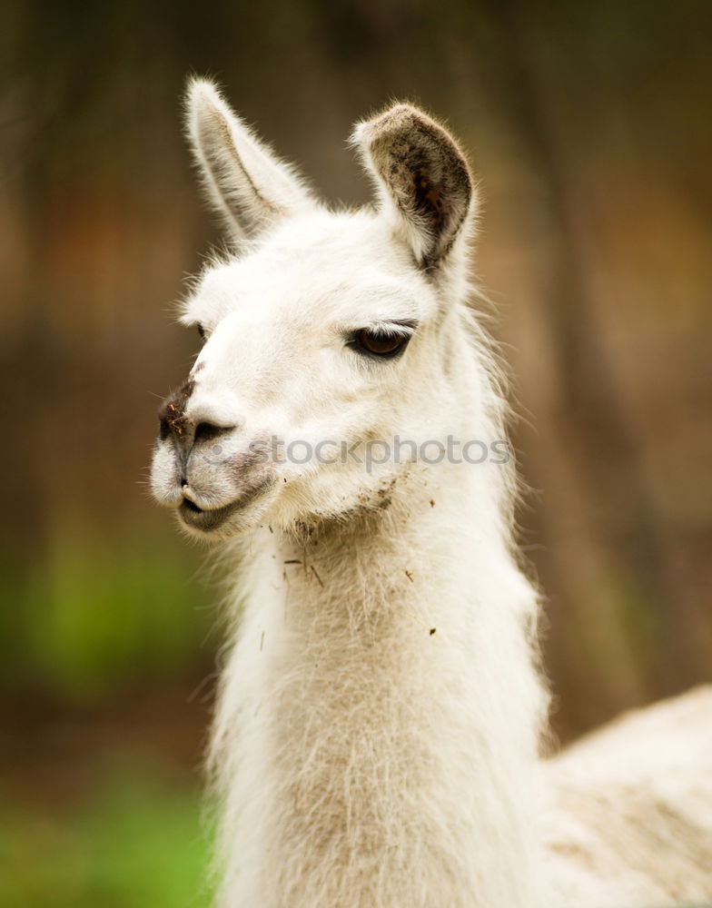 Similar – Image, Stock Photo Hello, neighbor! Meadow