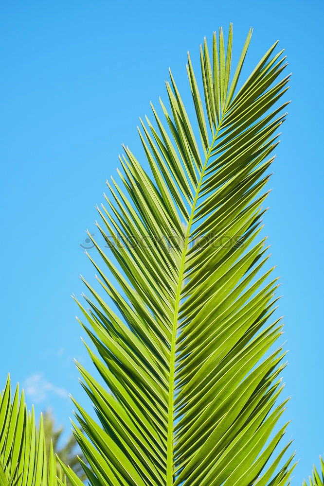 Similar – palm fronds Palm tree