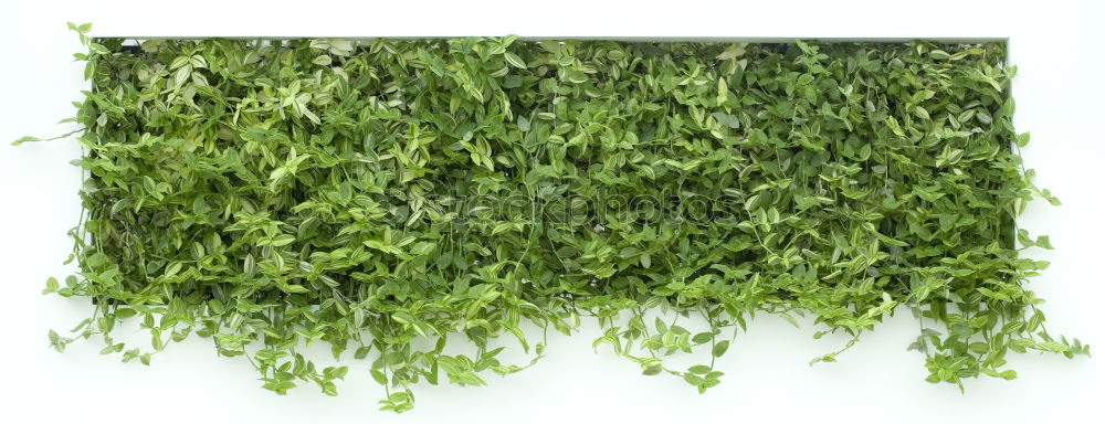 Similar – jazz ma cress Food