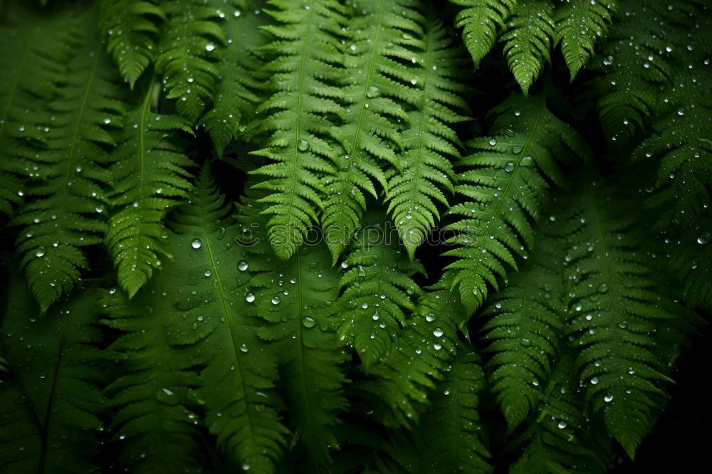 Similar – Fern Pteridopsida Green