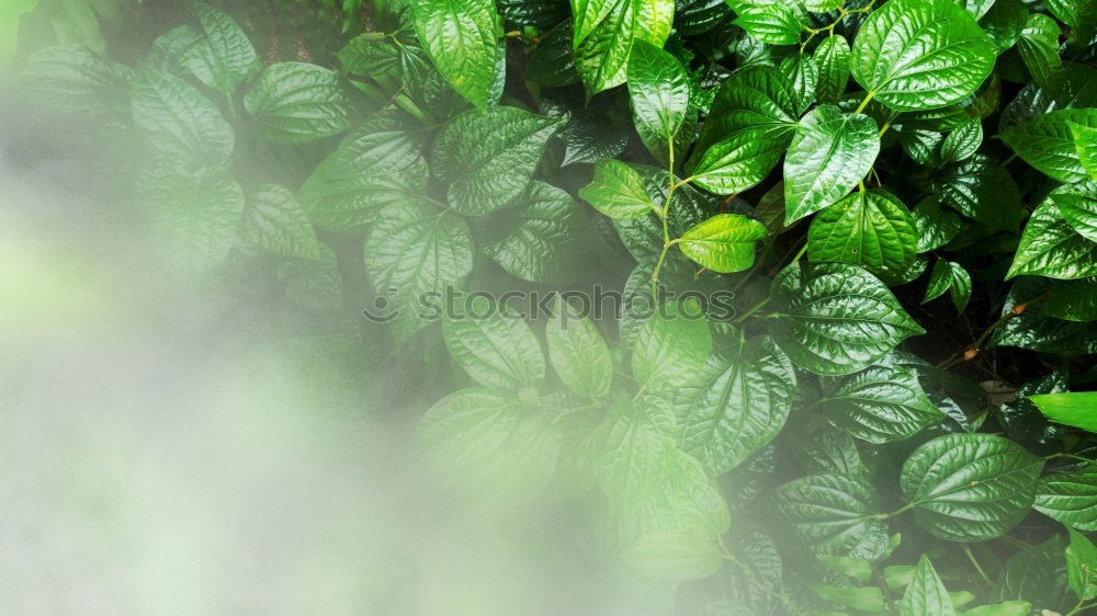 Similar – Image, Stock Photo It’s so green…
