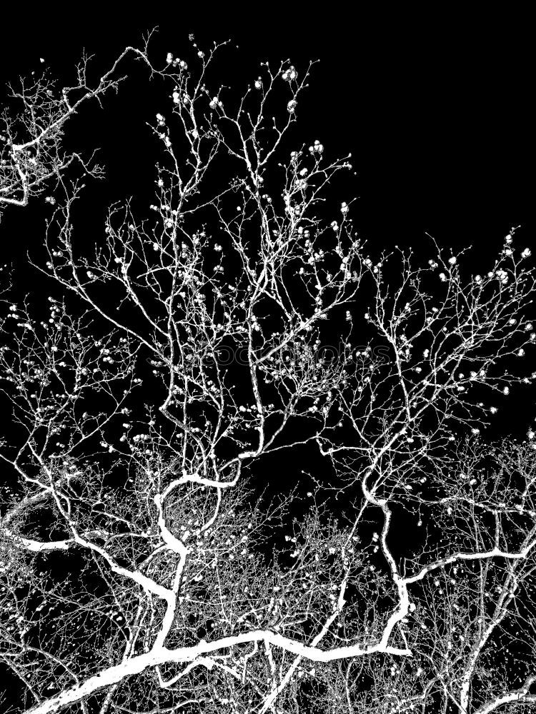Similar – Image, Stock Photo ghost trees Nature Plant