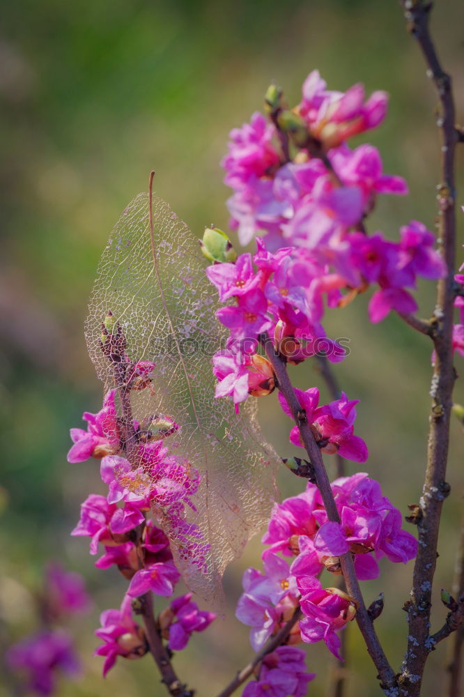 Similar – Image, Stock Photo pollen alarm…