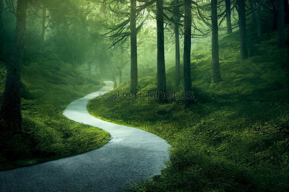 Similar – Foto Bild Waldspaziergang Forstweg