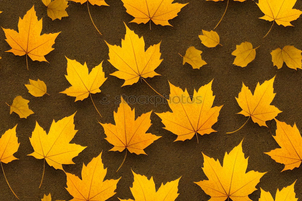 Similar – Image, Stock Photo Labyrinth of courgettes 1