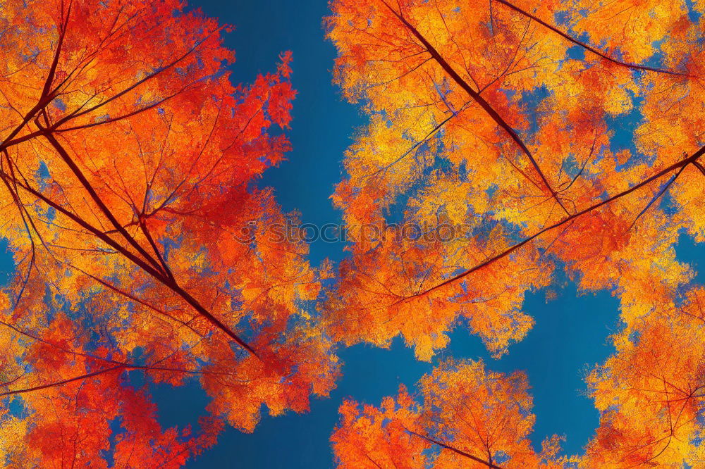 Similar – Image, Stock Photo autumn gold I Nature Plant