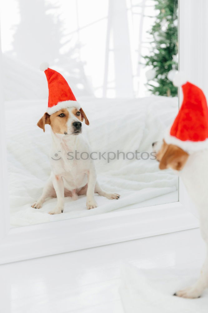 Similar – cute jack russell dog at home by the christmas tree