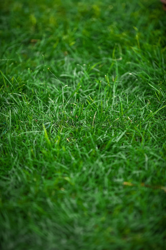 Similar – Image, Stock Photo The grass is green Grass