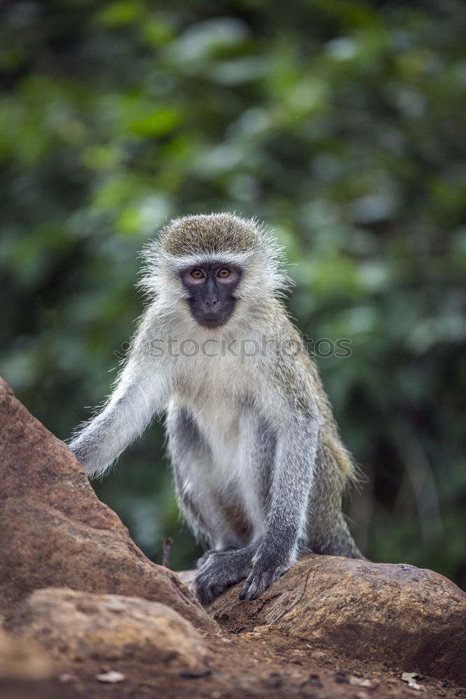 Similar – Image, Stock Photo little monkey Animal 1