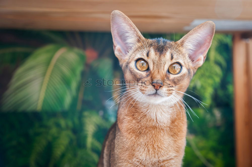 Similar – Image, Stock Photo a cat at you Lifestyle