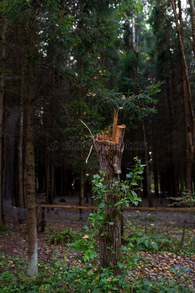 Similar – Foto Bild Hütte im Wald mystisch