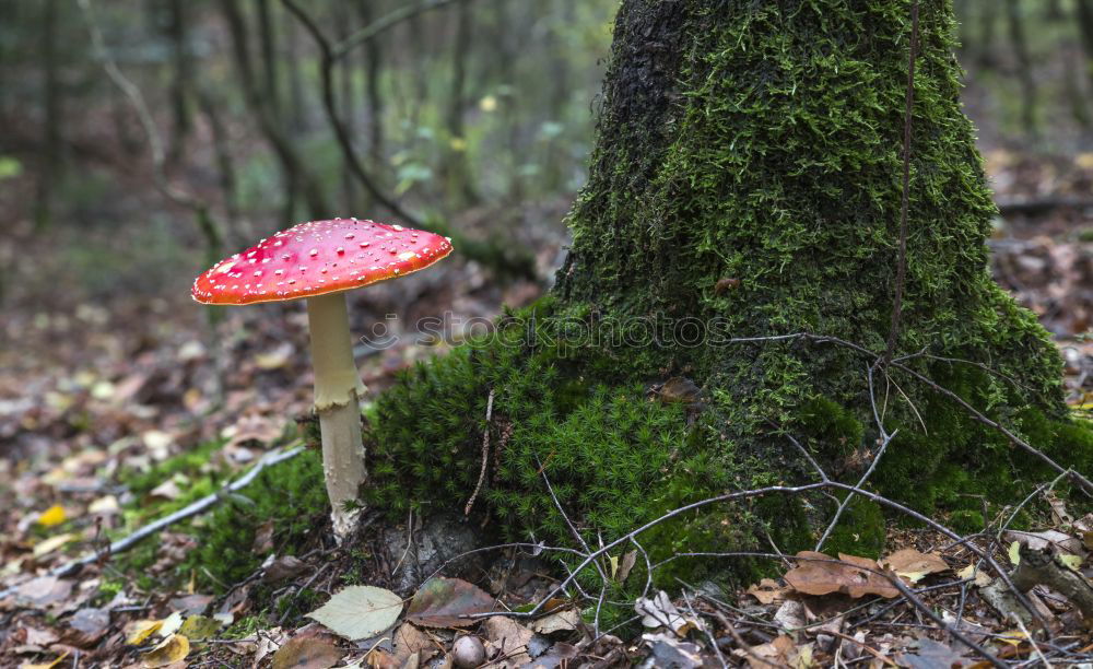 Similar – Image, Stock Photo Two little men standing in the forest…