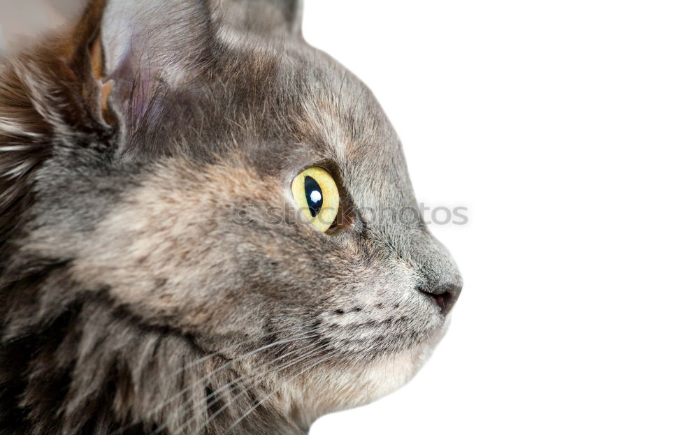 Similar – Image, Stock Photo a cat at you Lifestyle