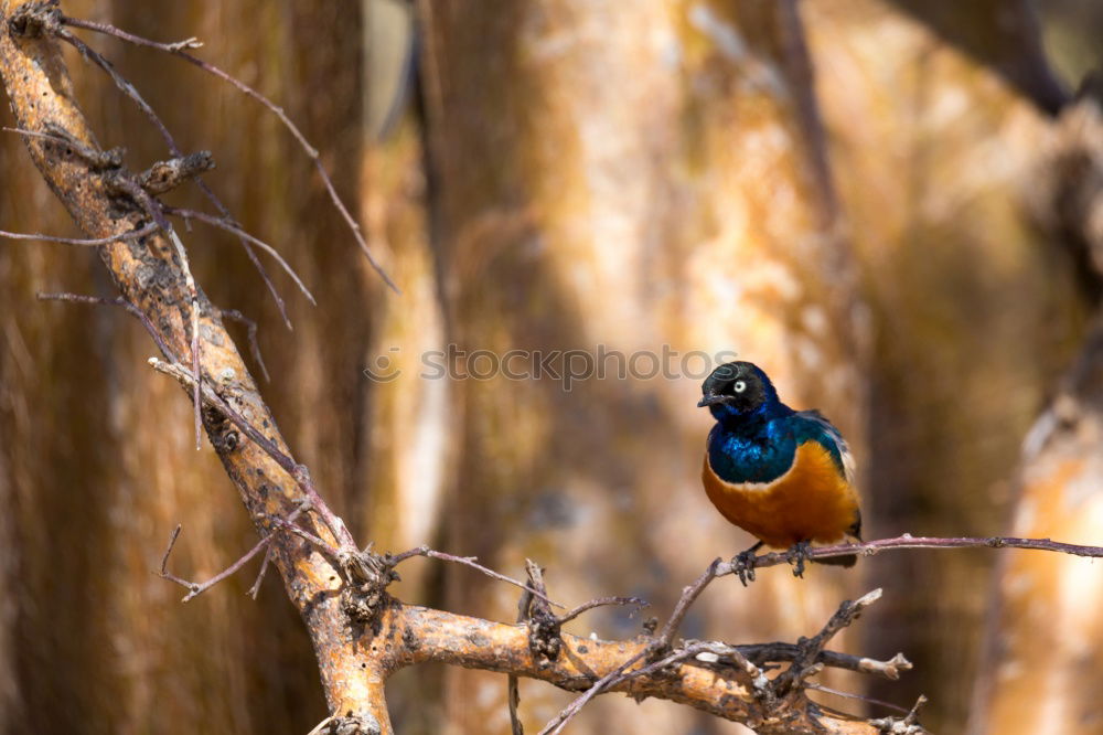 Similar – Kingfisher in reed Nature