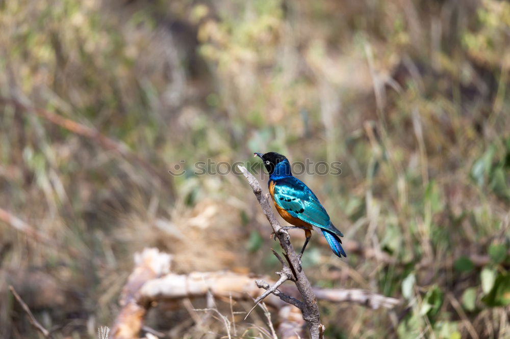 Similar – Kingfisher in reed Nature