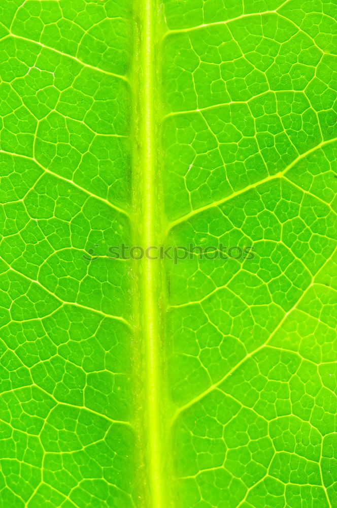 Similar – fig leaf Leaf Green Plant