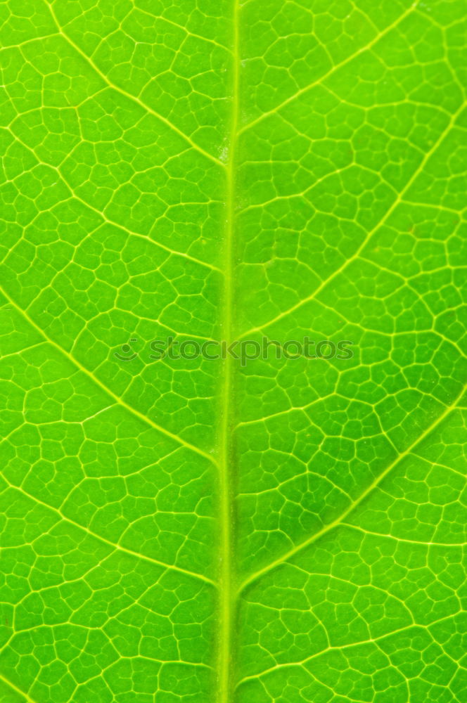 Similar – fig leaf Leaf Green Plant