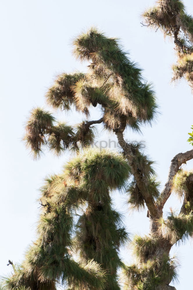 Similar – Image, Stock Photo Eukalyptus Baum Beautiful