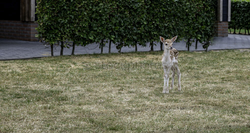 Image, Stock Photo inquisitiveness Hunting