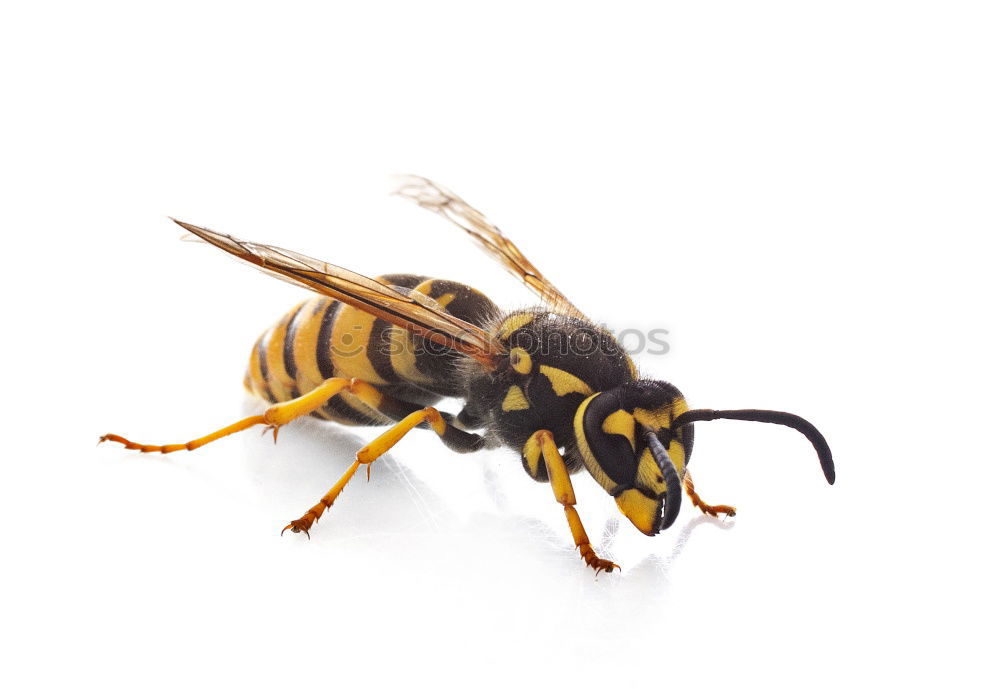 Similar – Image, Stock Photo Cheeeeeeeese! Wasps Animal