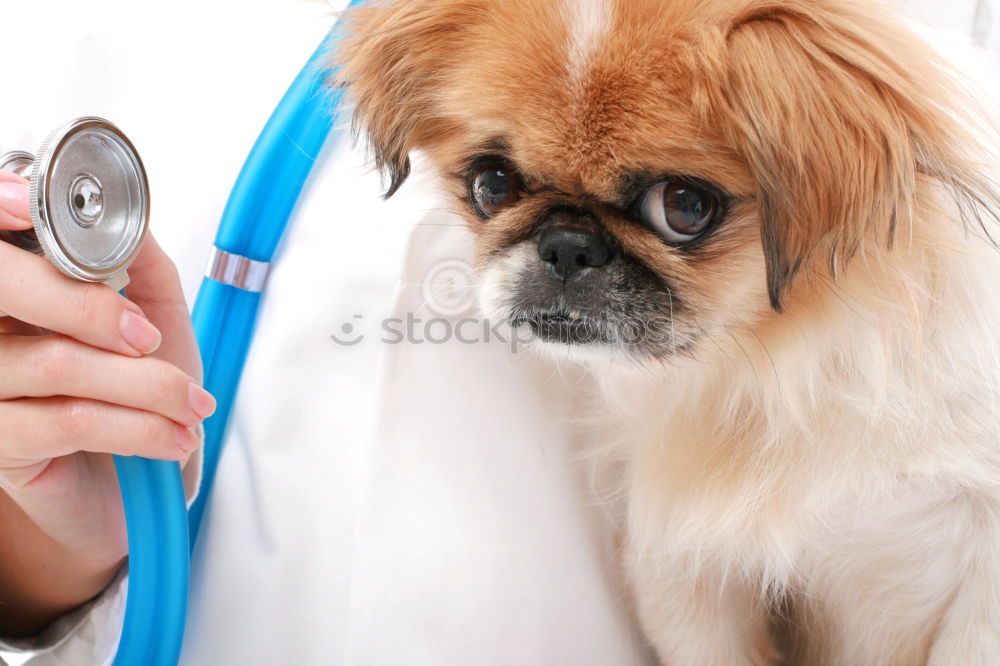 Similar – Image, Stock Photo Portrait of a cute doctor dog sitting on bed