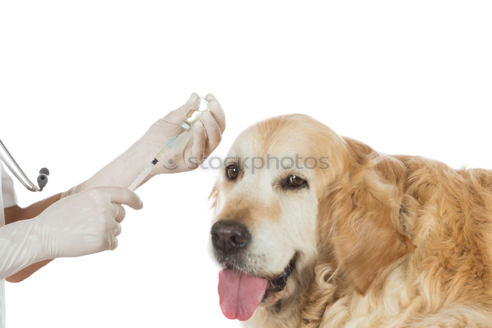 Similar – Hand with syringe and dog preparing for vaccine injection