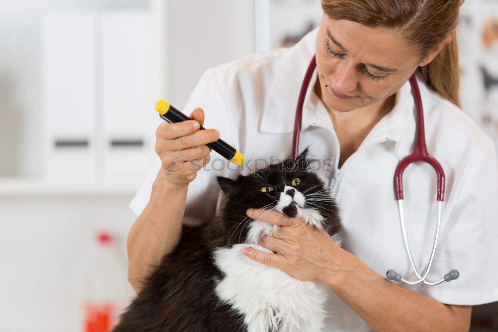 Similar – Hand with syringe and dog preparing for vaccine injection