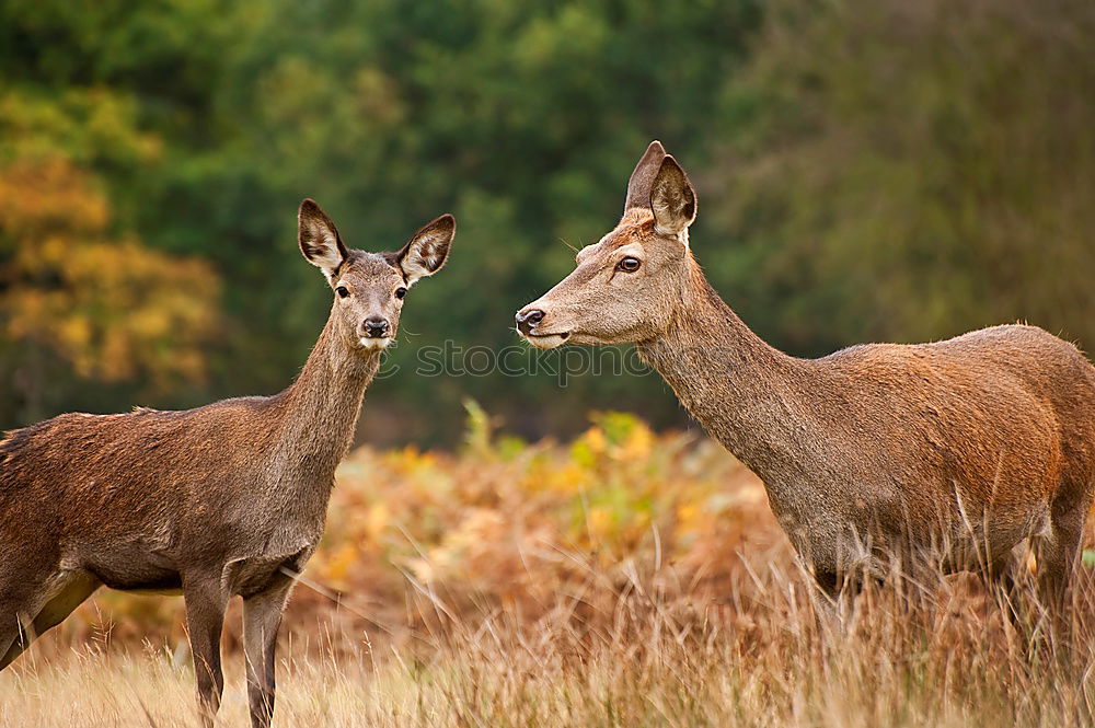 Similar – Eh! What are you looking at?