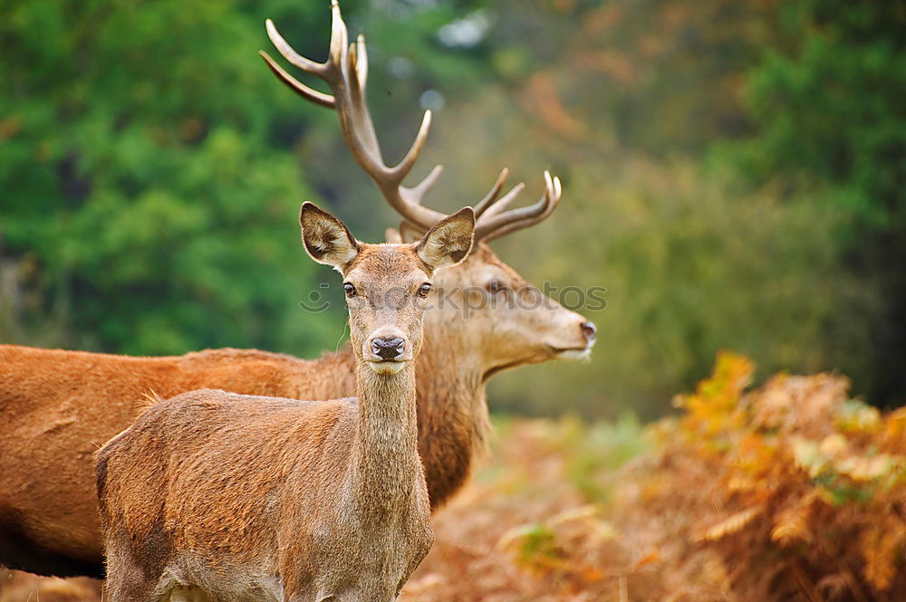 Similar – portrait of a fallow deer stag