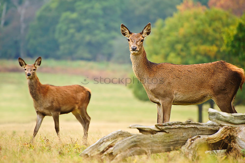 Similar – Image, Stock Photo graces Animal Wild animal