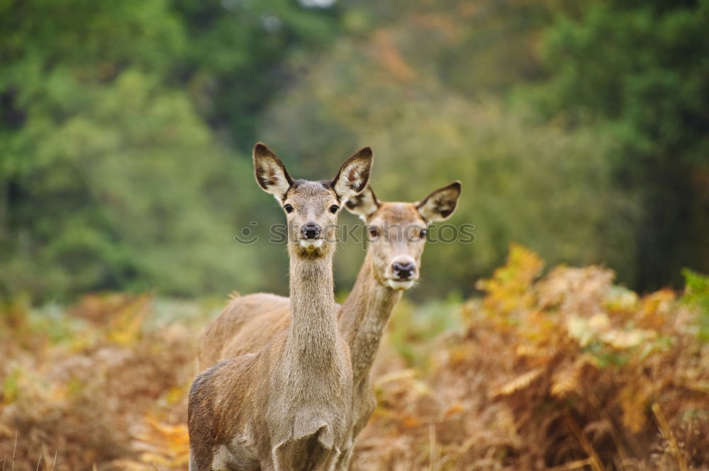 Similar – Bambi looks Environment