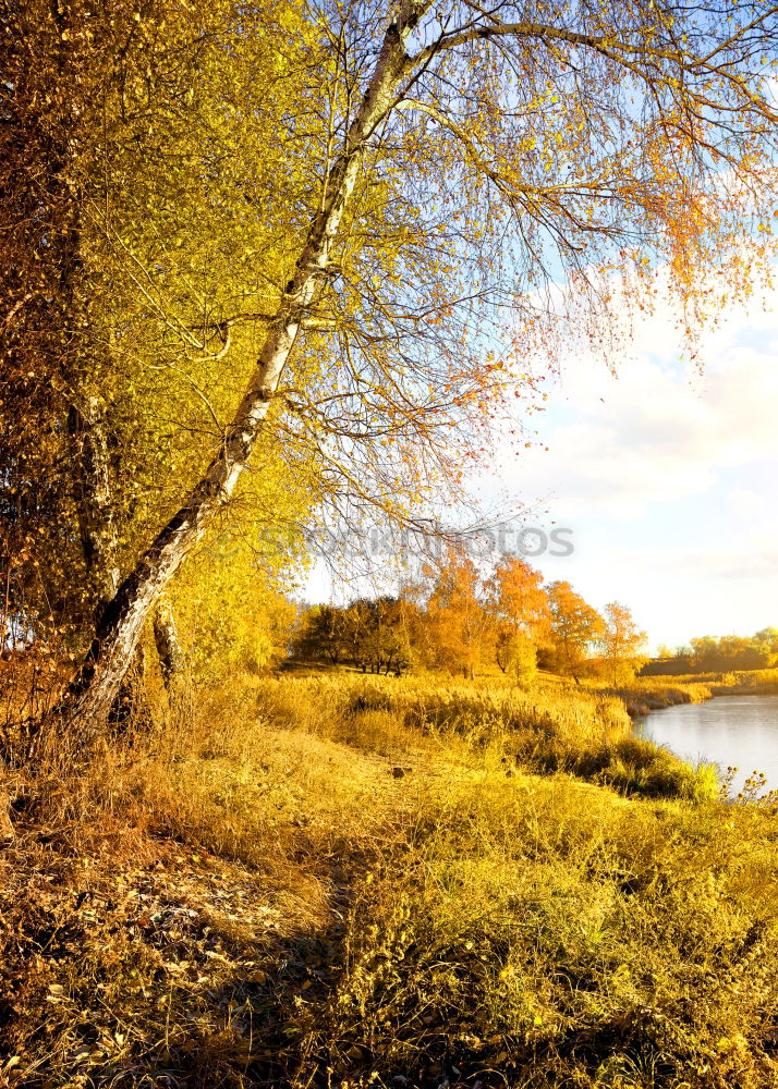 Similar – Image, Stock Photo View of the Rhine Valley near Bonn in the golden autumn