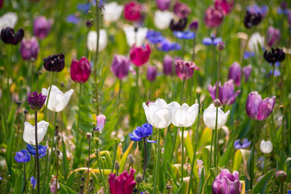 Image, Stock Photo spring splendour