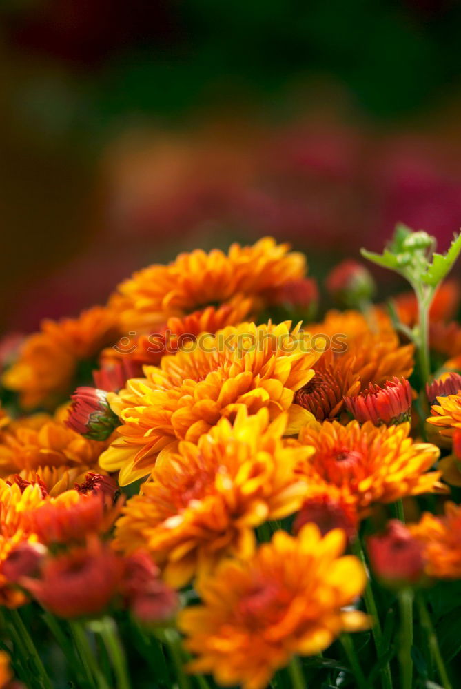 Similar – Image, Stock Photo sunny Sunflower Summer