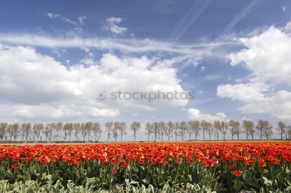 Similar – Image, Stock Photo tulip field Plant Spring