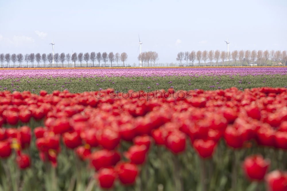 Similar – Image, Stock Photo tulip field Plant Spring