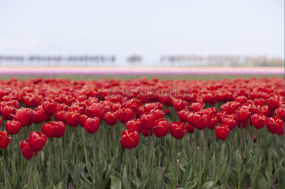 Similar – Image, Stock Photo tulip field Plant Spring