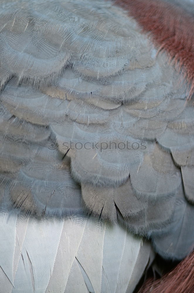 Similar – Image, Stock Photo silencio Pigeon Bird