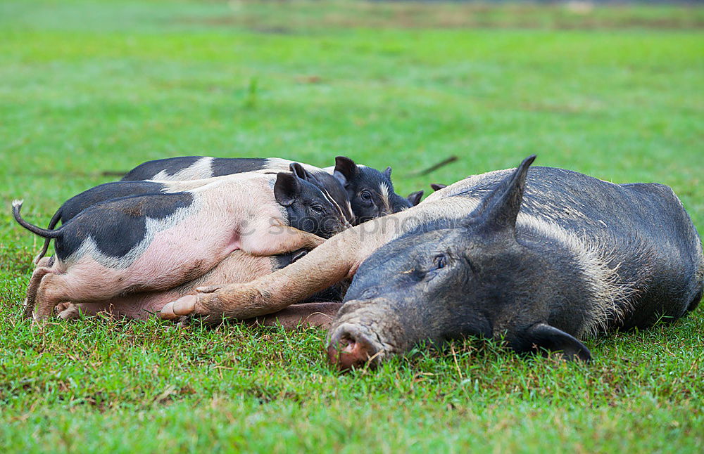 Similar – Image, Stock Photo pot-bellied pig Swine Sow