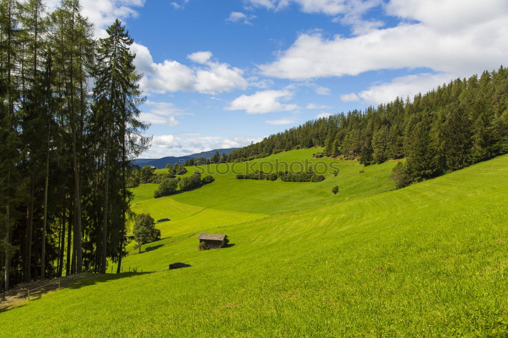 Similar – Black Forest Summer Nature