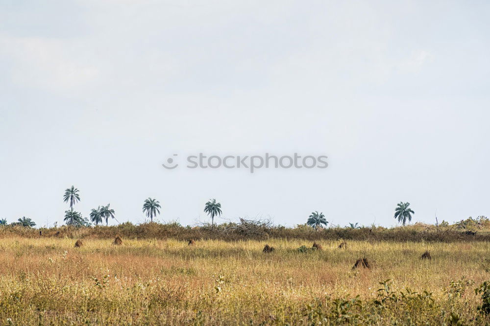 Similar – Image, Stock Photo Cow in Cuba Nature Poverty