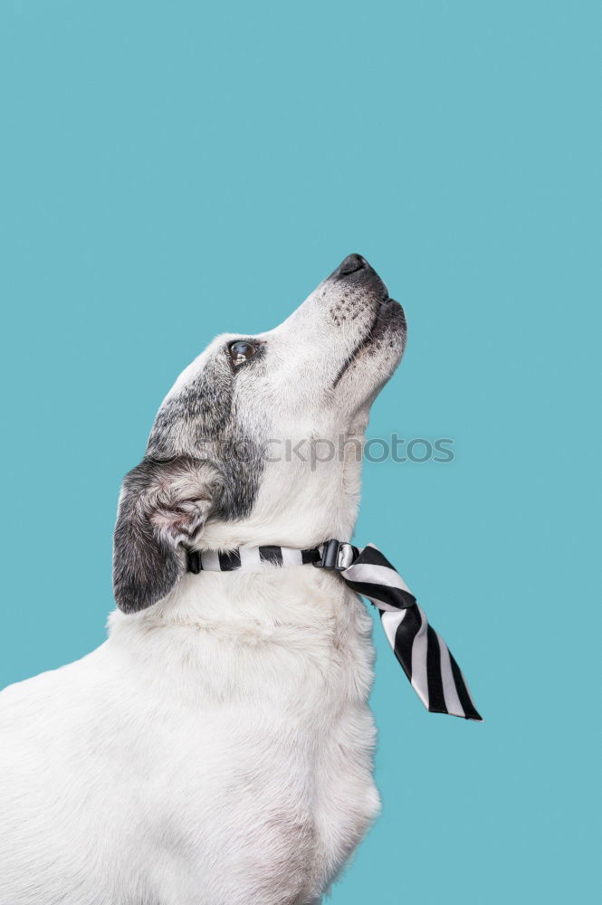 Similar – Image, Stock Photo Young woman feeding Beagle at a table in the kitchen in front of turquoise wall at the table