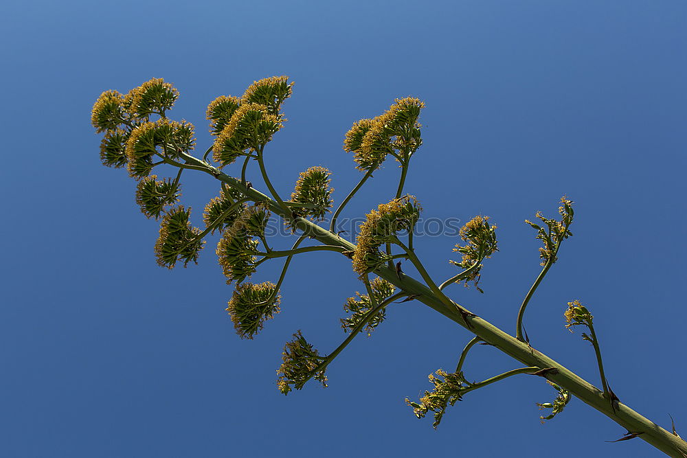 Branch of a corkscrew hazel bush with hazel catkin in front of a blue sky