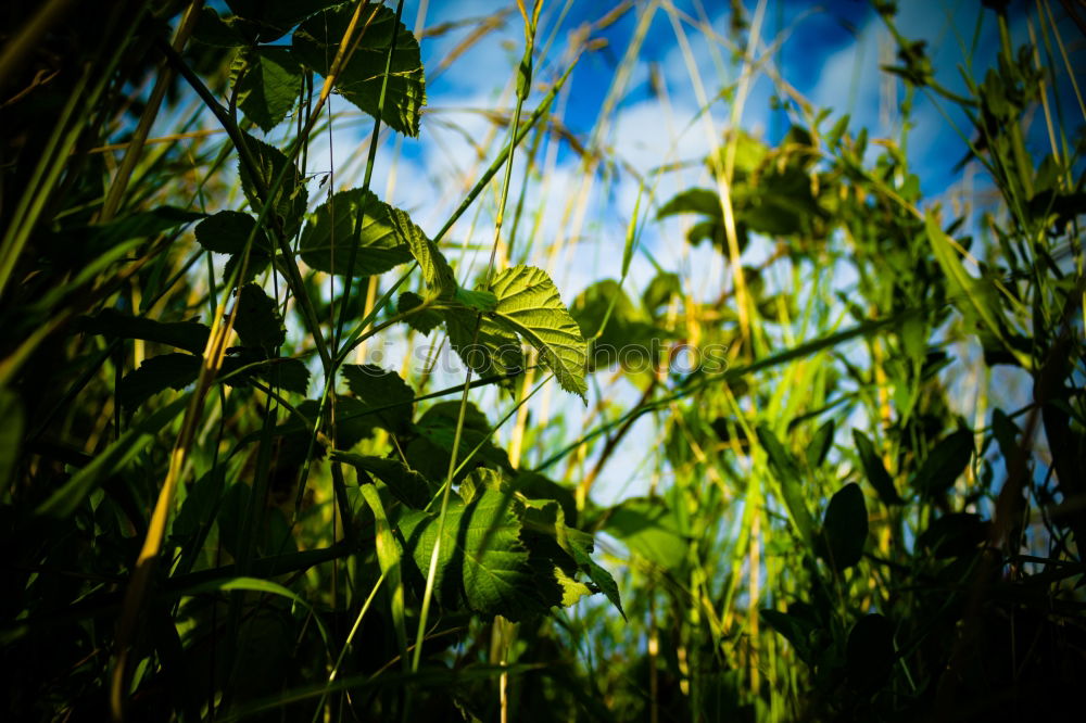 Similar – sunbathing. Grass Meadow